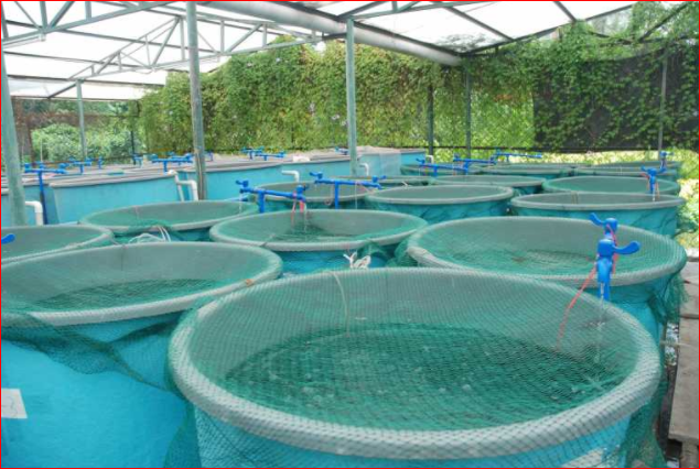 Episode 3: What You Must Consider Before Starting A Fish Farm