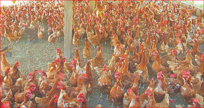 Kano Poultry Farmers Lose Over 500m To Bird Flu