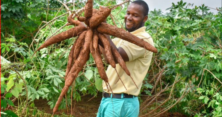 Private Sector Urged To Harness Cassava Value Chain Opportunities