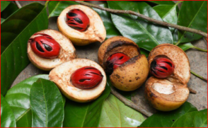 Benefits Of Nutmeg To Females And Its Side Effects