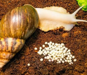 How Profitable Is Snail Farming ?